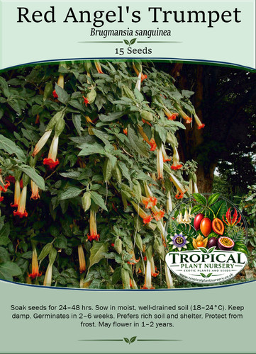 Red angel trumpet - angel's,