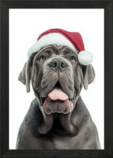Neapolitan Mastiff Dog with