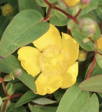Pot large hypericum - 5l,