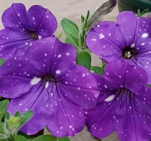 Petunia seeds double - 50,