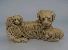 English Spriner Spaniel  with