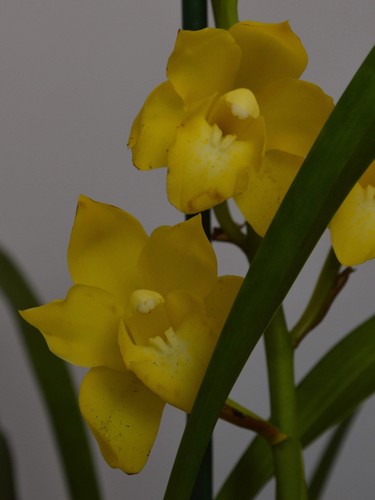 Kusuda fantasy yellow - fantasy, |