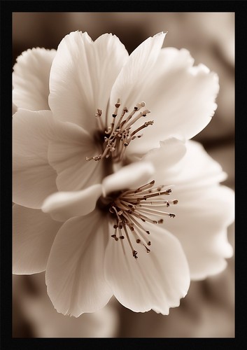 Vibrant cherry blossom framed - cherry,