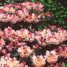 Rhododendron dreamland 4ltr - dreamland,