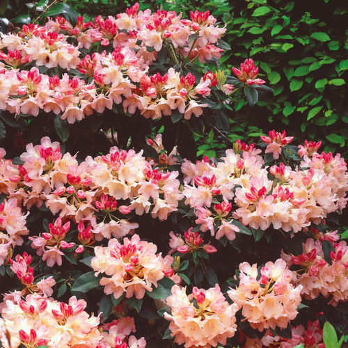 Rhododendron dreamland 4ltr - rhododendron,