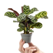 Baby prayer plant - plant, maranta