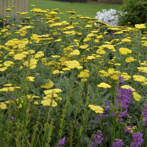 Achillea moonshine yarrow - achillea,