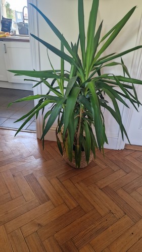 4ft healthy yucca gigantea - yucca,