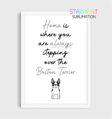 Boston terrier unframed - unframed, a4