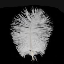 3 Sizes Beautiful Ostrich