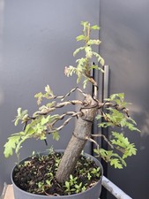 Chunky part trained oak - ,
