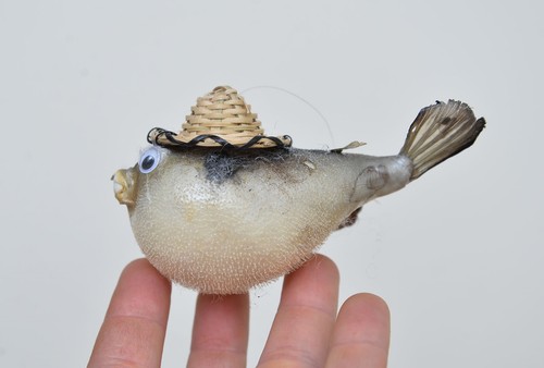 12x ornamental taxidermy
