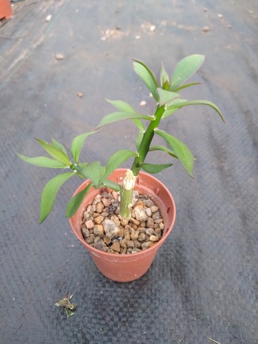Pereskiopsis spathulata