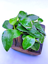 Anubias Nana Petite on Nano