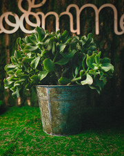 Curly Jade Plant XL Crassula