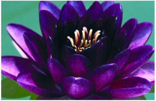 Almost black water lily - almost,