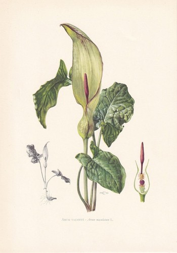 1960 wild arum lily - wild,
