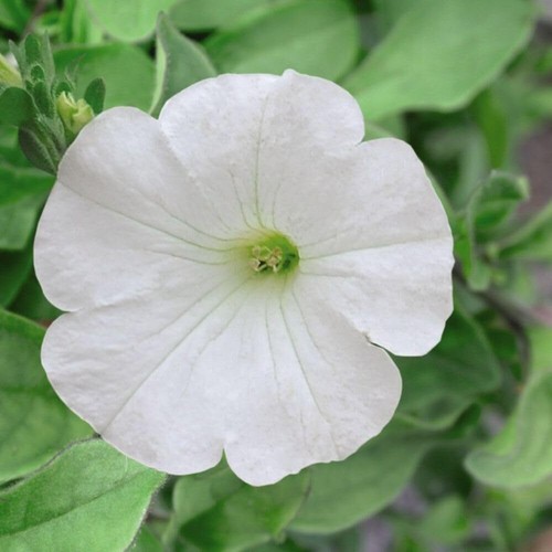 Petunia trailing surfinia - petunia,