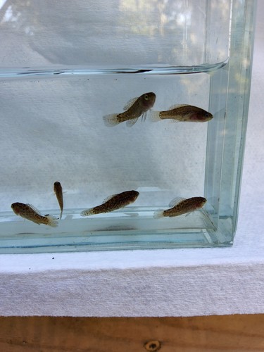 Evergladei pygmy sunfish - pygmy,