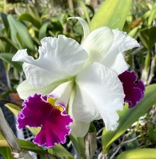 Cattleya Blc. Melody Fair