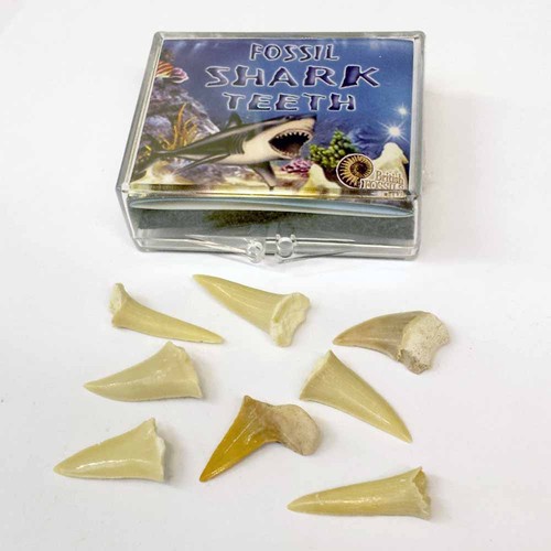 Children mini shark teeth - children's,