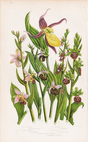 Cypripedium lady shoe orchids - cypripedium,