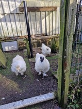Pure White Silkie Large Fowl