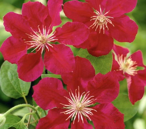 Clematis ernest markham - ernest,