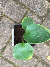 Hosta 'Kiwi Skyscraper'