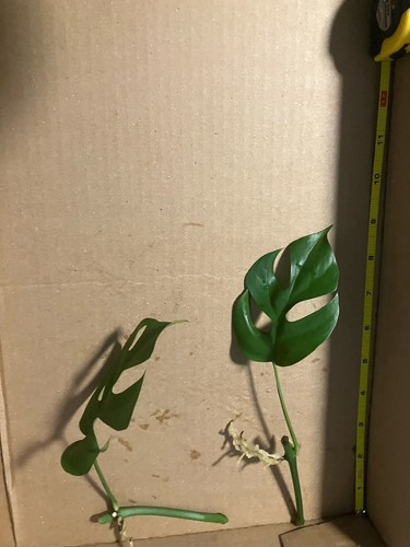 Mini monstera plants as - 2,