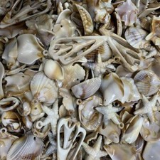 Shells, Decorations,Drilled