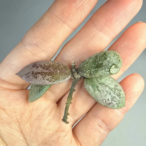 Hoya mini kalimantan - hoya, silver