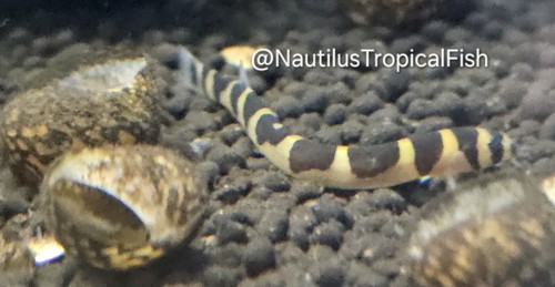 Kuhli loach quarantined - loach, &