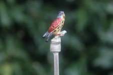 Vintage Spoon Bird Kestral
