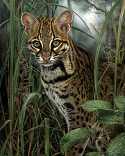 8x10 Ocelot standing in tall