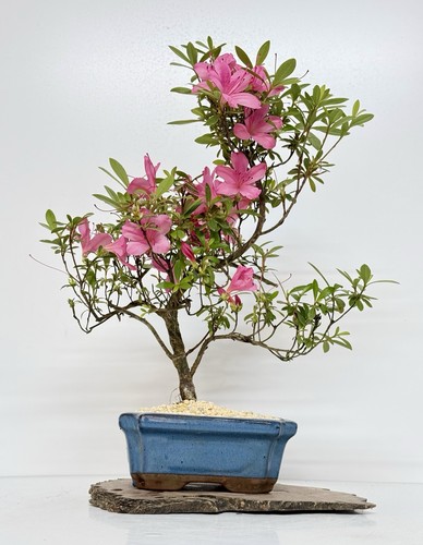 Way life bonsai tree - of,