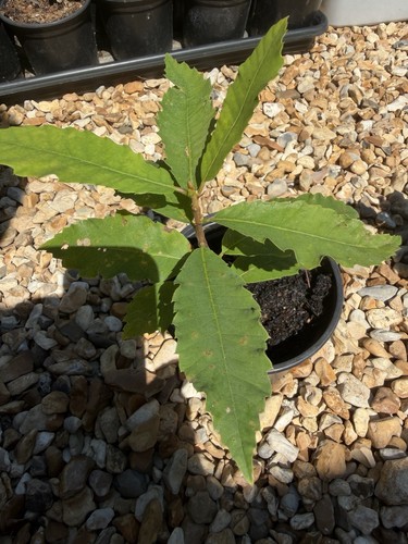 Oak tree saplings approx 20cm - saplings,