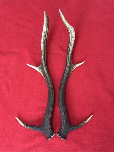 Pair red deer antlers 480g - pair,