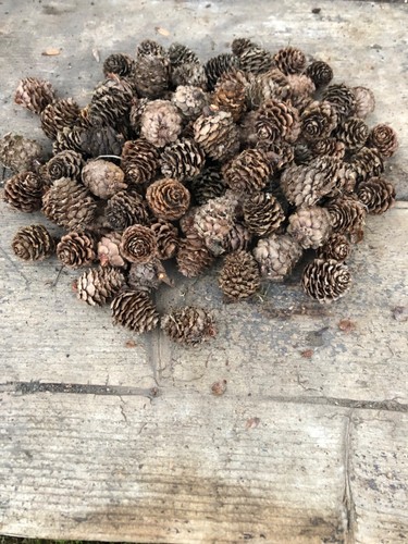 100 small pine cones - 100,