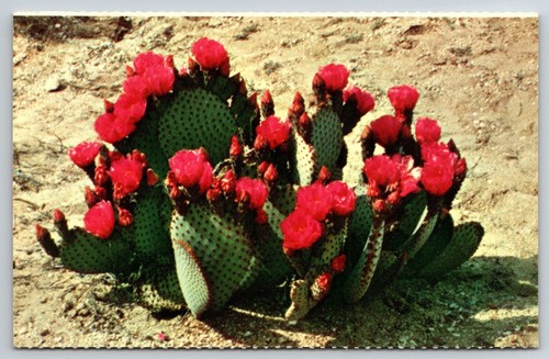 Beaver tail prickly - prickly, pear