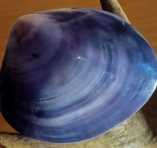 Large polished purple clam - large,