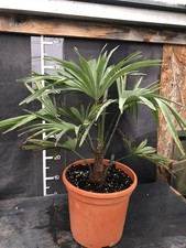 Trachycarpus wagnerianus X