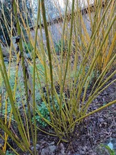 25 x Green Willow cuttings for