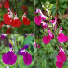 3X SALVIA PERENNIAL LIPS