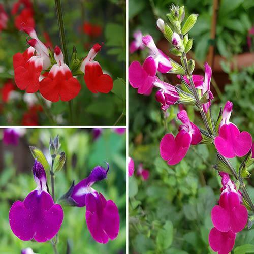 Salvia perennial lips - salvia,