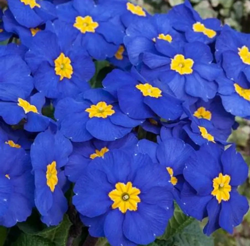 Polyanthus supernova blue x - supernova,