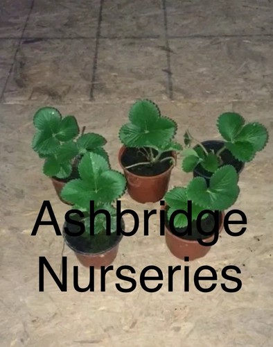 Strawberries cambridge - strawberries,