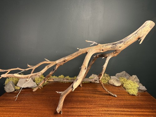 Manzanita driftwood - manzanita,