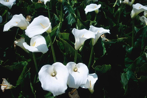Arum calla lily - 3, /