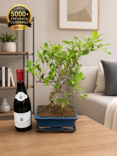 Bonsai tree tiger bark - bonsai,